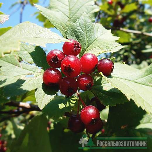 Соплодия крупным планом