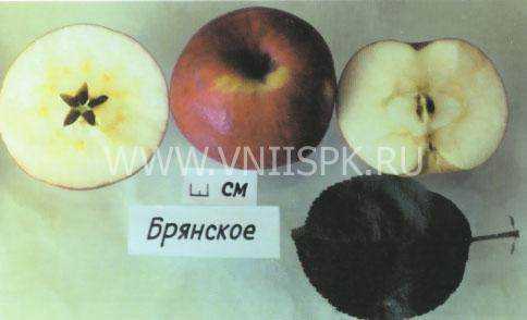 Сортовое фото с этикеткой