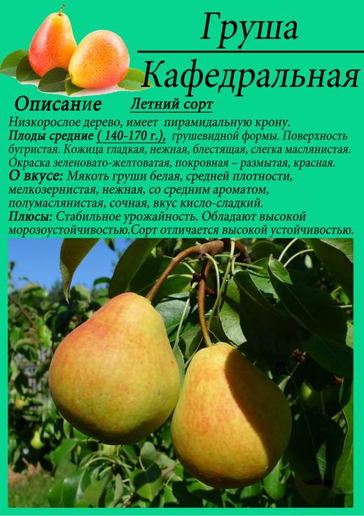 Карточка сорта
