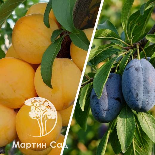 Разнообразие окраски плодов