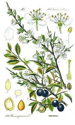 Ботаническая иллюстрация Prunus spinosa